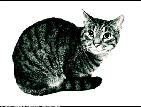 Cat (used)