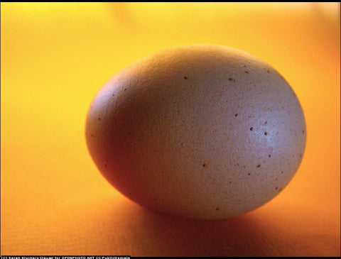 An Egg